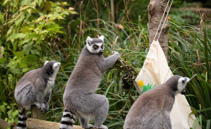 Three ring tailed lemurs at Bristol Zoo